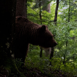 Notranjska - Brown bear